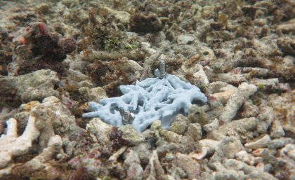 RUbble Biodiversity Samplers (RUBS) deployed in dead rubble habitat on a coral reef in Palau to attract the great diversity of cryptic animals.